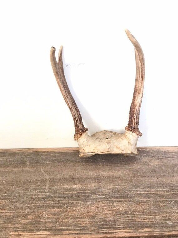 Vintage Antlers / Deer Antlers Natural Bone / Skull With | Etsy | Etsy (US)