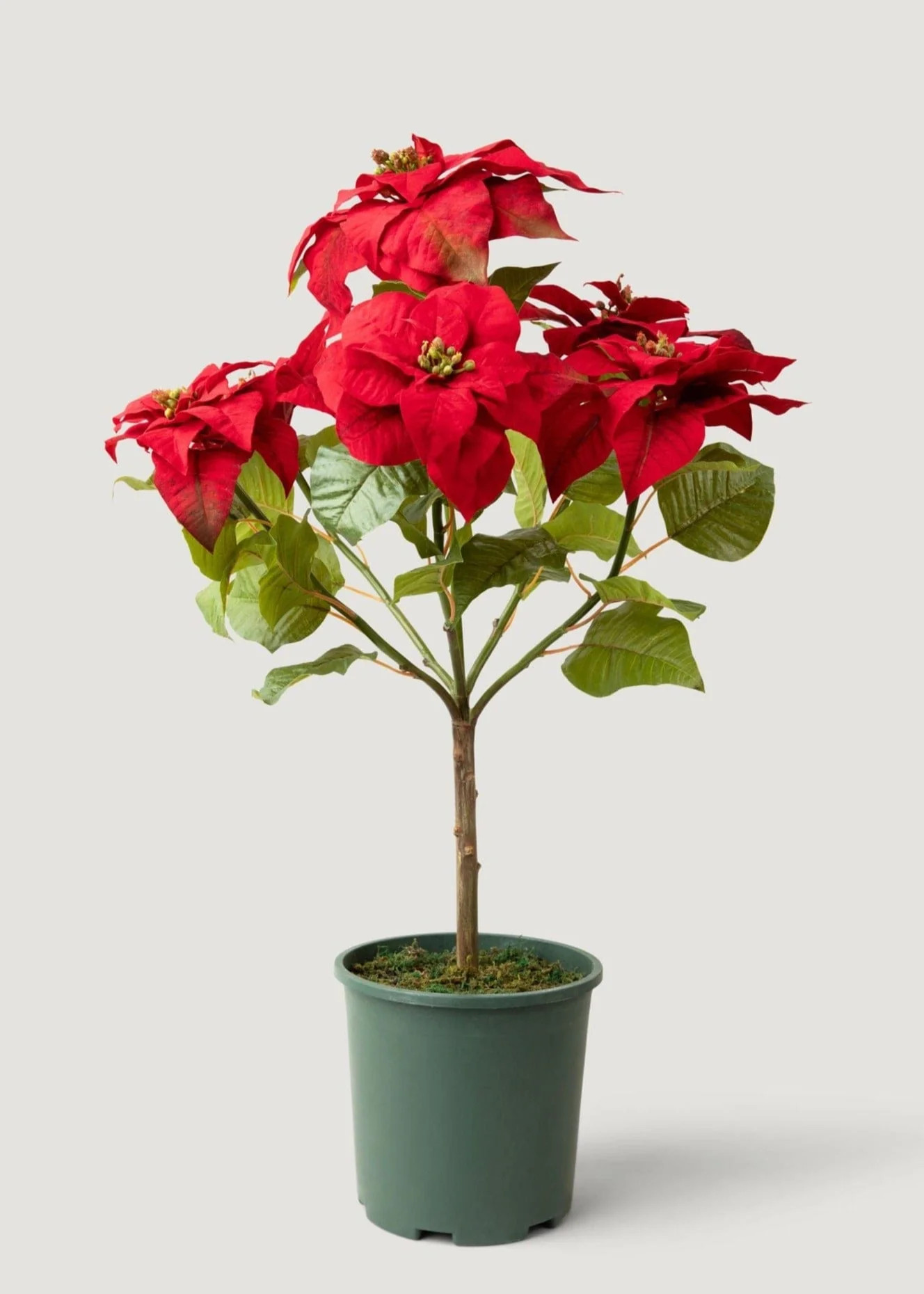 SALE - Faux Tabletop Poinsettia Tree - 36" | Afloral