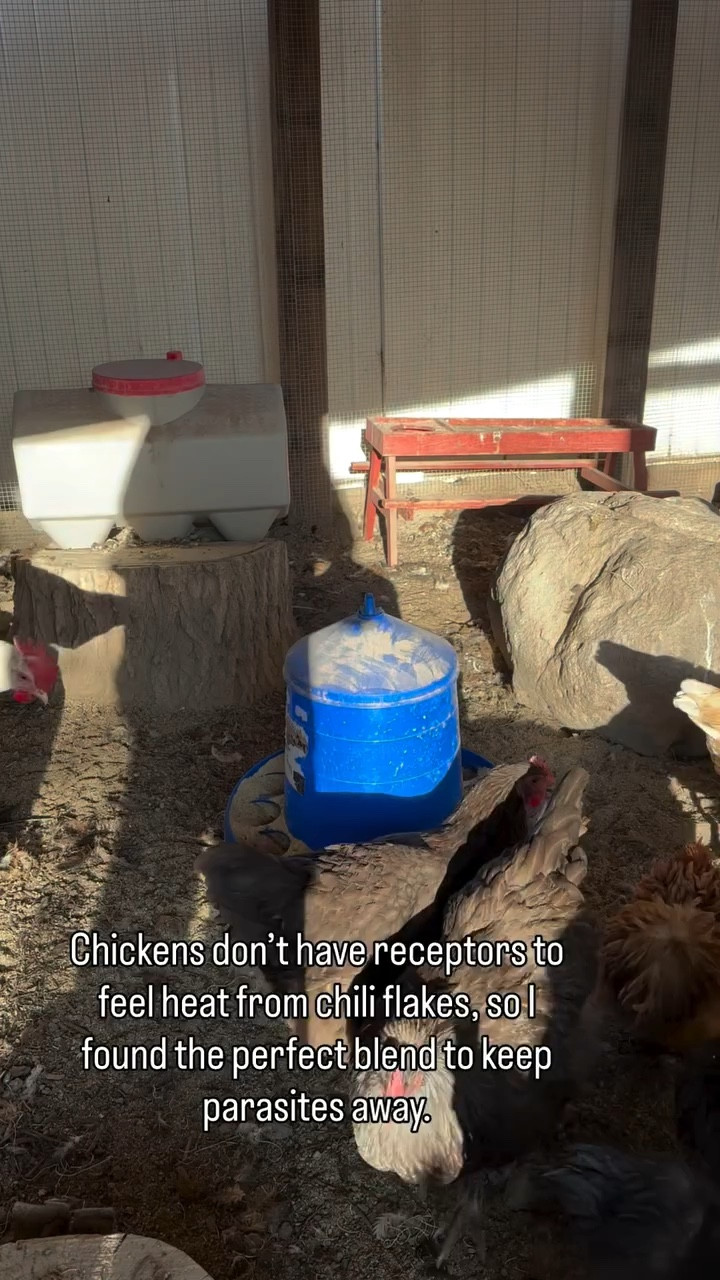 My new favorite way to keep my flock healthy and protected. 🐔 A healthy gut in a chicken helps them absorb the nutrients they eat and help maintain healthy egg production. 

With @roostysofficial Chicken dewormer I feel more comfortable knowing my flock is protected from parasites. 

#chickenmom #backyardchickens #chickenflock #roostys