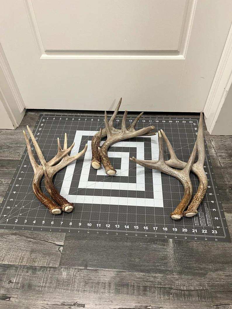 Deer Antler Sheds 2 Pack. Whitetail Deer Antlers Decor - Etsy | Etsy (US)