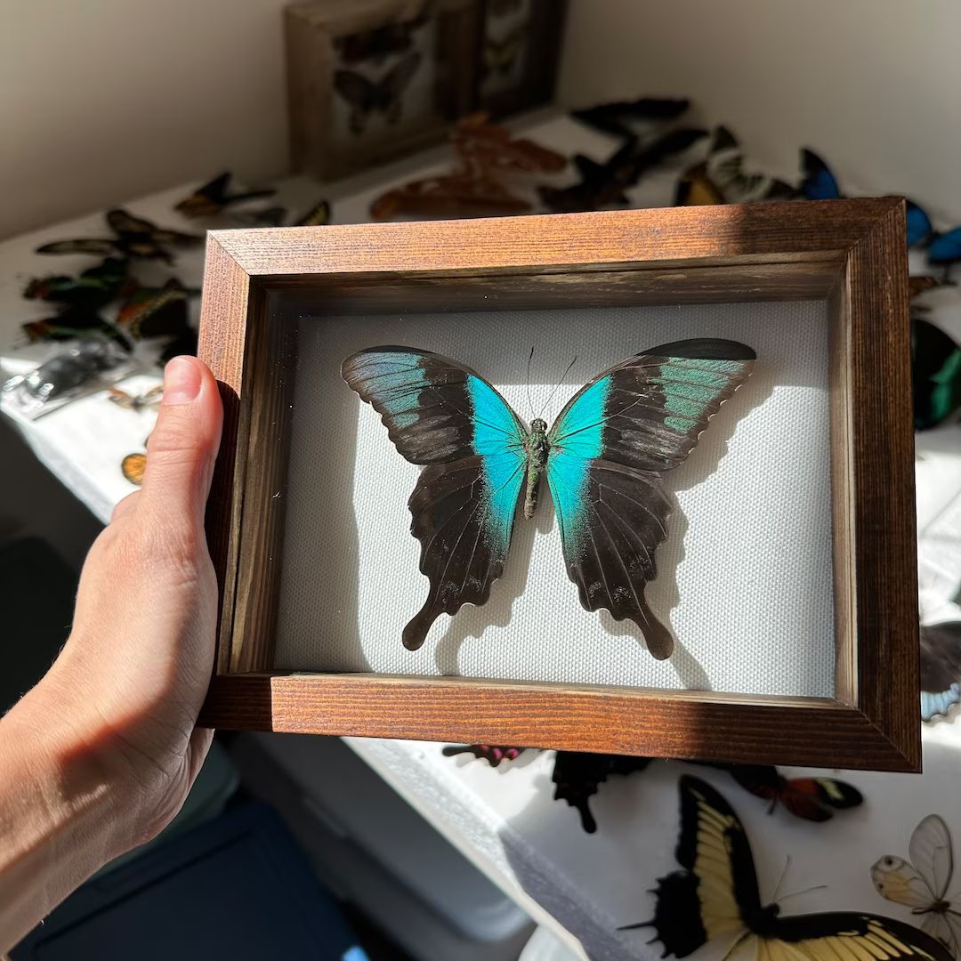 Real Framed taxidermy Papilio Peranthus in shadow box- Insects, gift, home decor, framed butterfl... | Etsy (US)