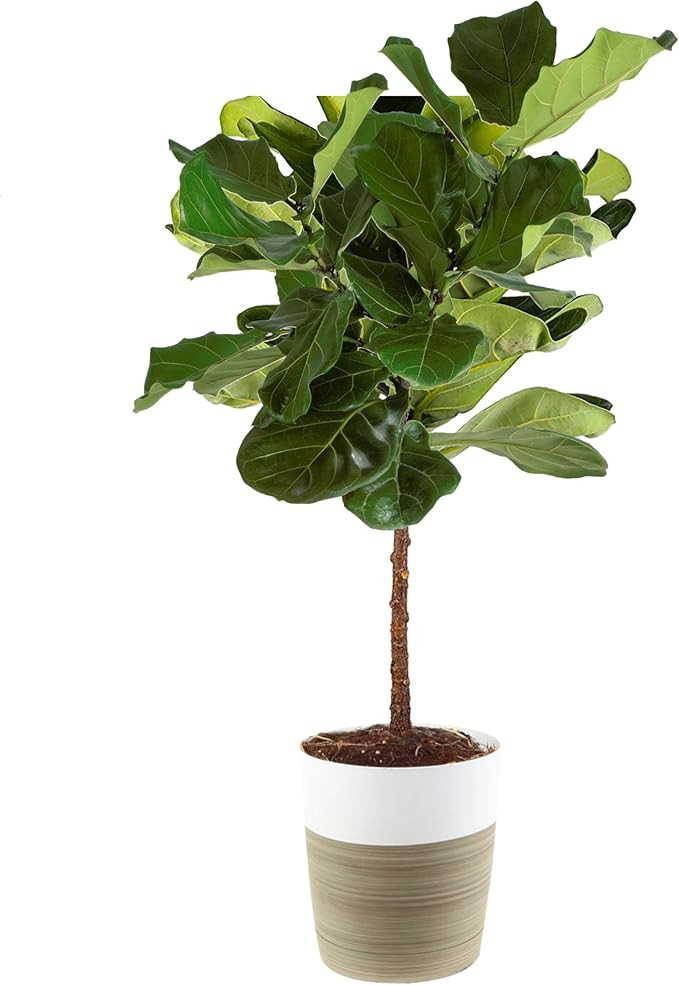 Costa Farms Fiddle Leaf Fig Tree, Ficus Lyrata, Live Indoor Plant Potted in Indoor Garden Plant P... | Amazon (US)