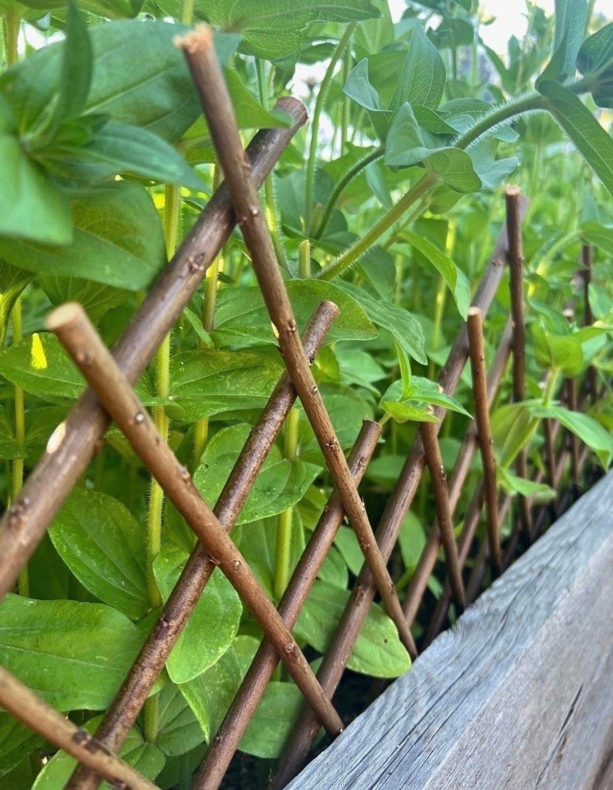 I’ve been really liking how expandable willow fencing looks around my raised beds! It adds a bit of cottage charm and gives the garden some structure in just one step 🌿



#LTKSeasonal #LTKHome #LTKSpringSale
