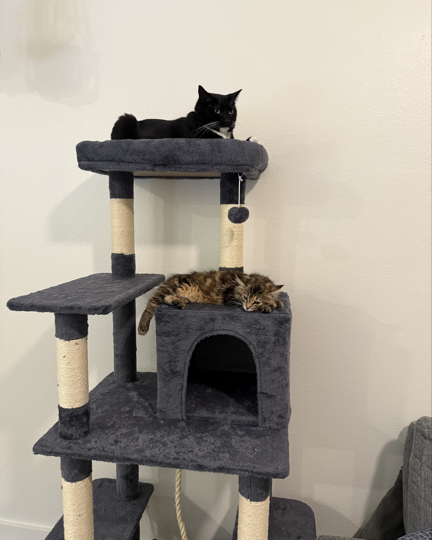 my cat's new favorite climber!! 63" perfect height 🥰🐈‍⬛🐈

#LTKHome #LTKFindsUnder50 #LTKSaleAlert