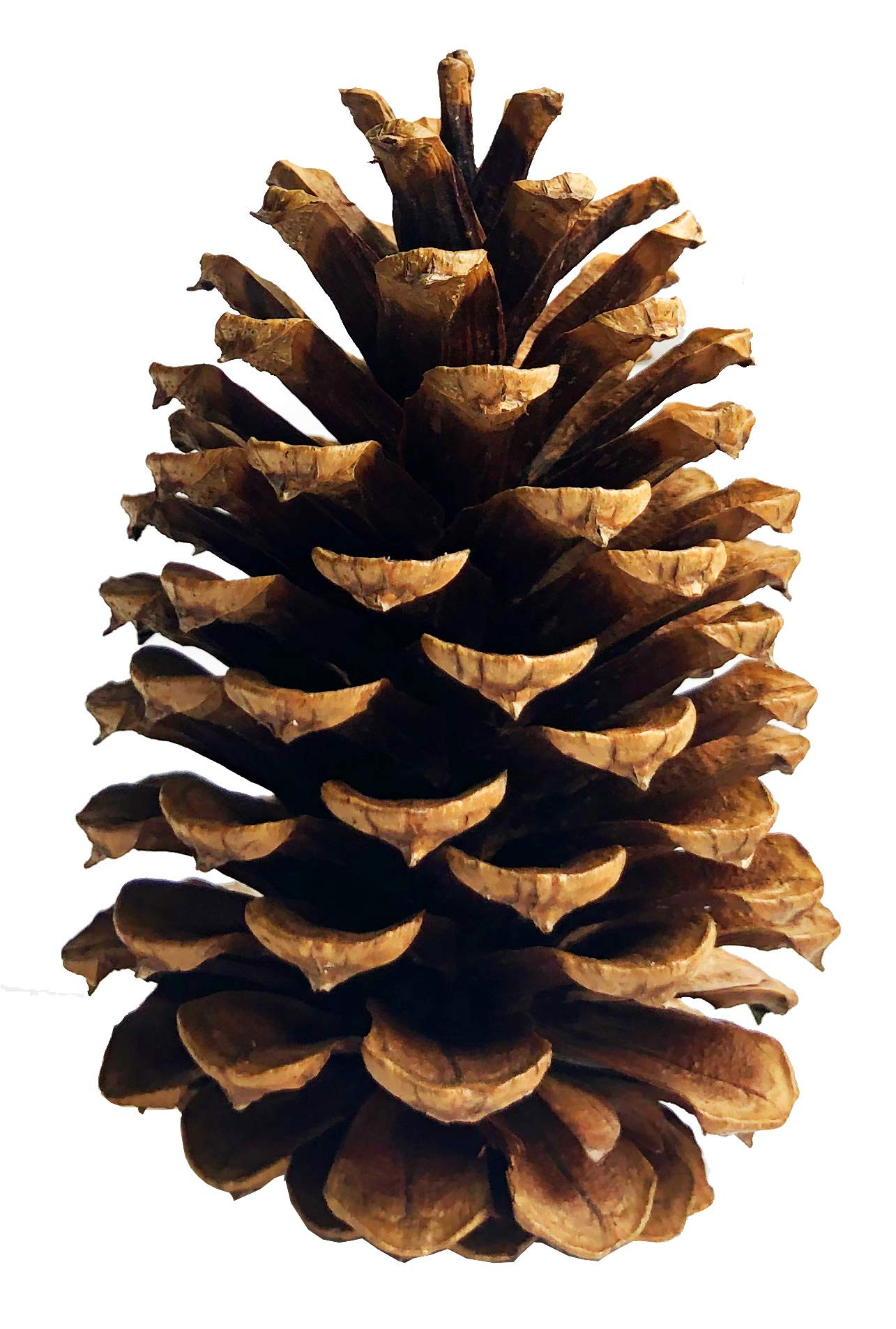 10 Large PineCones 4" to 6” Tall Bulk Package All Natural, Bug Free, and Perfect for Crafting f... | Amazon (US)