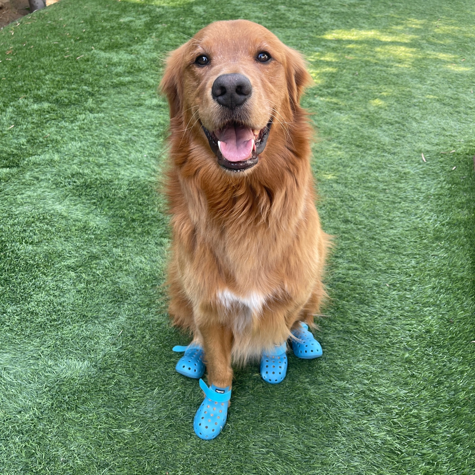 Do you have cute shoes for your pup?!? If not, you really should! They’re not only adorable but they also are so important in preventing their paws from burning on hot pavement. During most of the year, the sidewalk is too hot for your pups feet and we used to have closed shoes but I recently upgraded to these croc-like options because the holes are important in keeping their paws ventilated. Benji is a 65 lb golden retriever and I got him a large!

#LTKActive #LTKFindsUnder100 #LTKTravel