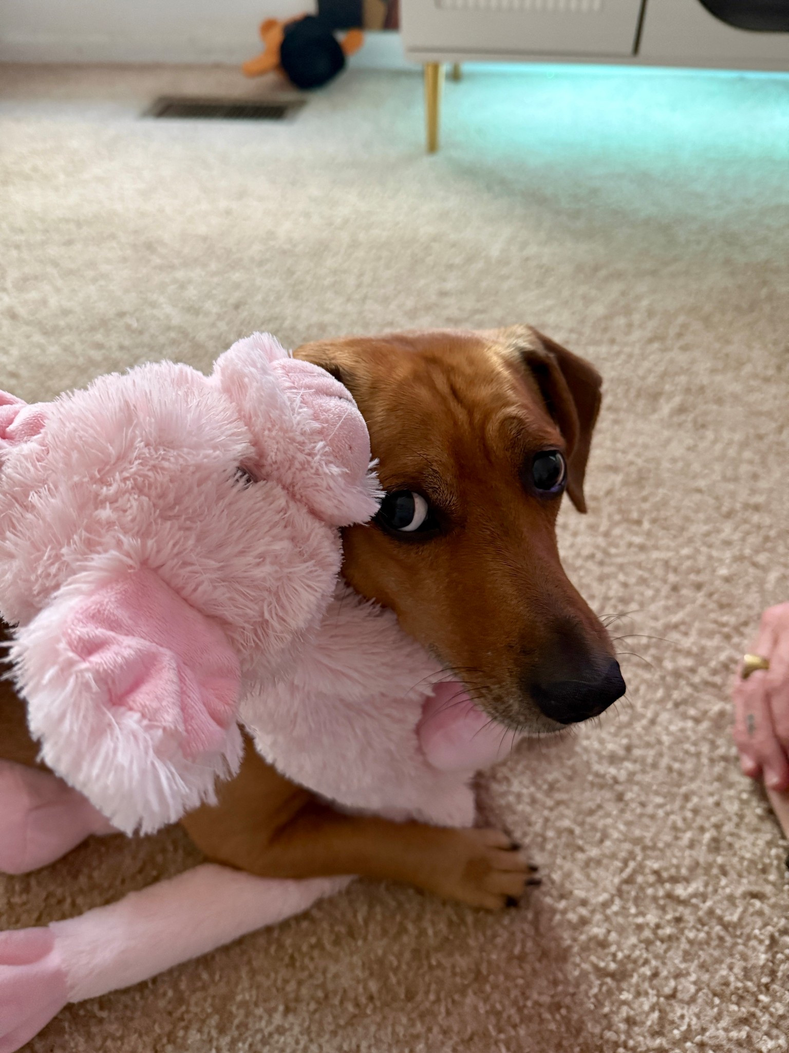 Just a puppy hugging (guarding) his toy 🐷 He got it for his birthday and absolutely loves it! Usually he starts chewing on them, but this one is 100% intact.

#LTKPets #LTKHome #LTKFamily