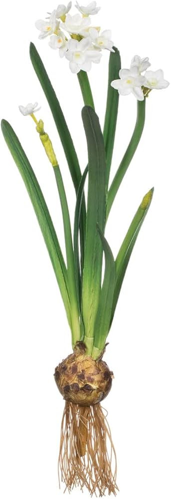 Sullivans Paperwhite Flower with Bulb Stem 20", White Narcissus Stem with Bulb, White Small Daffo... | Amazon (US)