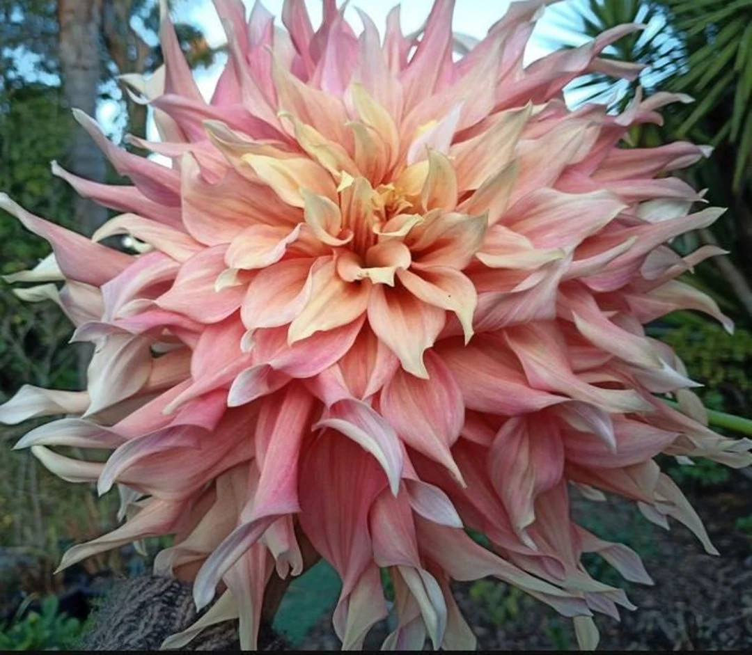 Penhill Watermelon Dinnerplate Dahlia Bulb - Easy to Grow Indoor or Outdoor Perennial Plant - Blu... | Etsy (US)