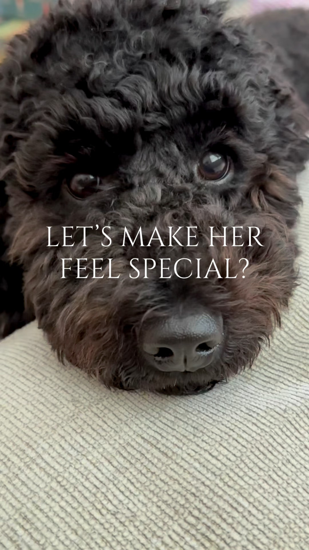 For the dog lovers. Making your best friend feel special. Dog treats  

#LTKCyberWeek #LTKGiftGuide #LTKHoliday