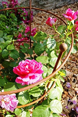 GAP Garden Products Small Peony Support Ready 2 Rust (pack of 1) | Amazon (UK)