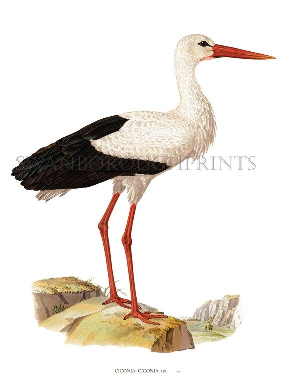 White Stork Wall Art Print Ornithology Ciconia Bird Print | Etsy Canada | Etsy (CAD)