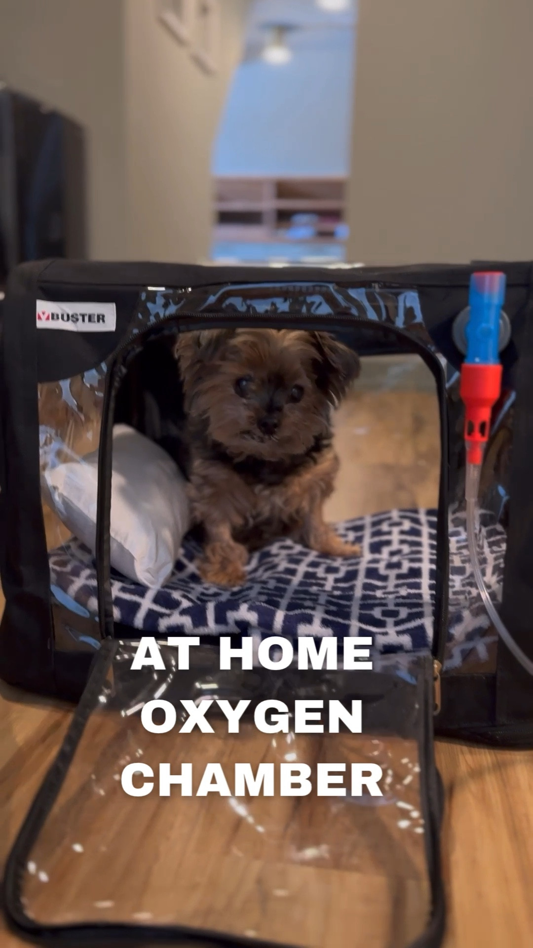 If you have ever had to rush to the ER and have your dog on oxygen it is a scary moment. 

It was traumatic for Gary ( and us) plus it cost thousands of dollars. 

After must research and a prescription from the vet we found this and it has ABSOLUTELY been a life saver to have! 

For the oxygen concentrator and oxygen tanks you can find on @paw print oxygen 🙂

* I can not recommend enough if your dog has a heart condition or breathing issues

#ltkdogs 


#LTKVideo #LTKtravel #LTKhome