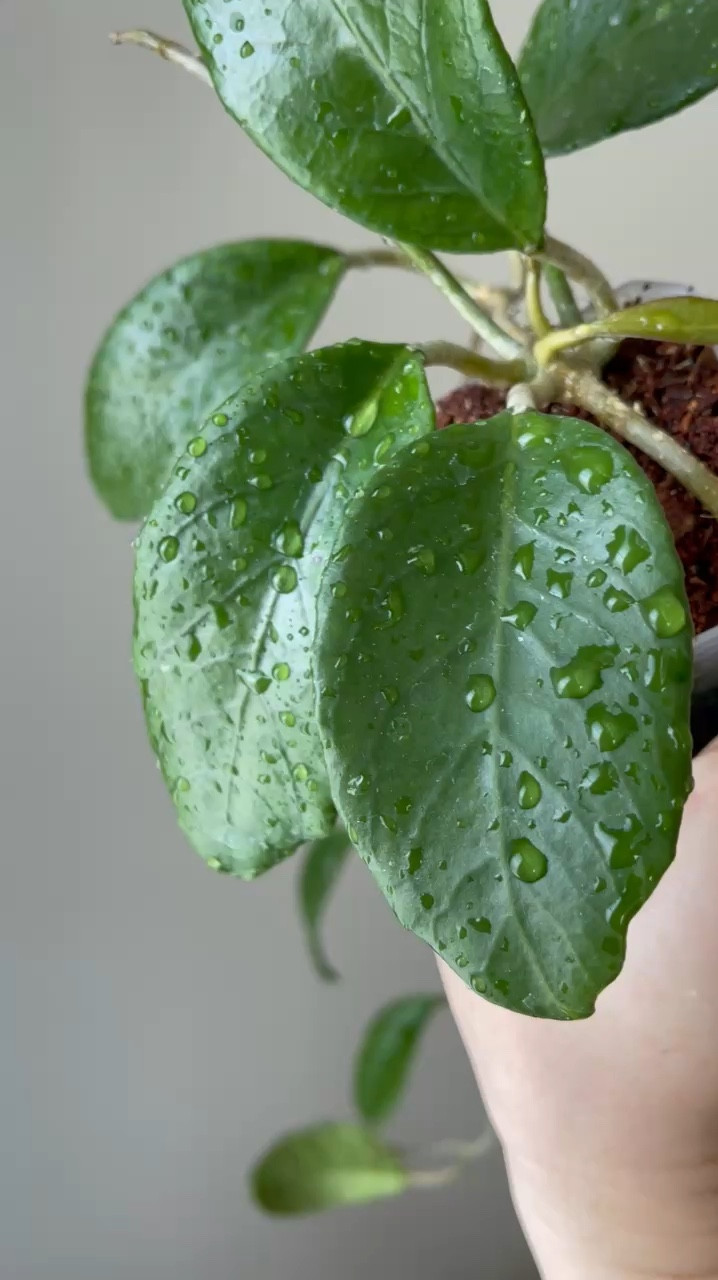 I absolutely love the raised veins that stand out on the surface of the leaves on this #HoyaTimorLeste. The vibrant green color is a close second on my list of favorite features!

Liz’s personal care experience only…every environment is different:
🪴Light: grow lights 
🪴Water: when dry
🪴Avg Temp last 30 days: 74F
🪴Relative Humidity last 30 days: 45%
🪴Fussy: not for me
🪴Rate of growth: medium slow
🪴Rareness: 5% of the participants in my poll in stories reported having this one 
🪴Pot size: 3” clear pot
🪴Potting Mix: coco husk mix
🪴Fertilizer: I apply a nutrient-rich fertilizer tailored for Hoyas approximately every other watering when the plant isn’t dormant. It’s packed with essential macro and micronutrients, it’s the best I’ve found for hoyas!🪴
🪴Rooting Method: in my custom coco coir mix 
🪴Would Liz recommend this one: yes!

👍follow for more & 🏷️ save for future reference 

#ilovehoyas #hoyacollector #hoyahead #hoyaappreciation #hoyacollection #plantsmakemehappy#hoyalover #ihavethisthingwithplants #hoya #easilydistractedbyplants #hoyacollection #hoyaheaven #waxplant #houseofhoya #hoyasofinstagram #thehoyacollective #houseplantclub #hoyafanatic #plantstagram #rareplants #plantoftheday #plantsmakepeoplehappy #hoyacaretips #plantcare #planttips #themoreyouknow #plantphotography #plantsinmyhome #plantsinmyspace #tropicalplants

#LTKHome #LTKFindsUnder50