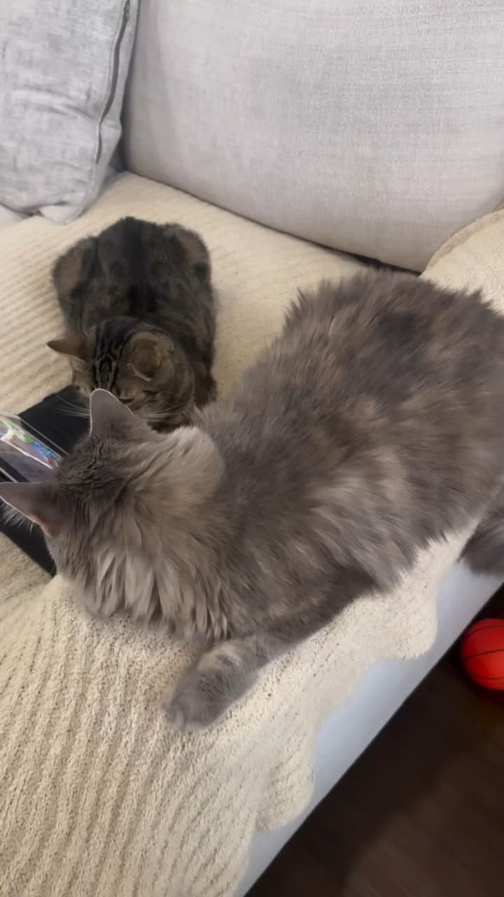No wonder it’s nice and quiet around here 🤣 my kids got tired of the cats fighting so this is what I find… problem solved! #cats #instagram @instagram #fypage #viral
