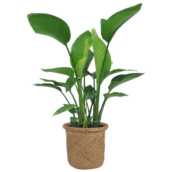 Flowering Plant in Basket | Wayfair North America