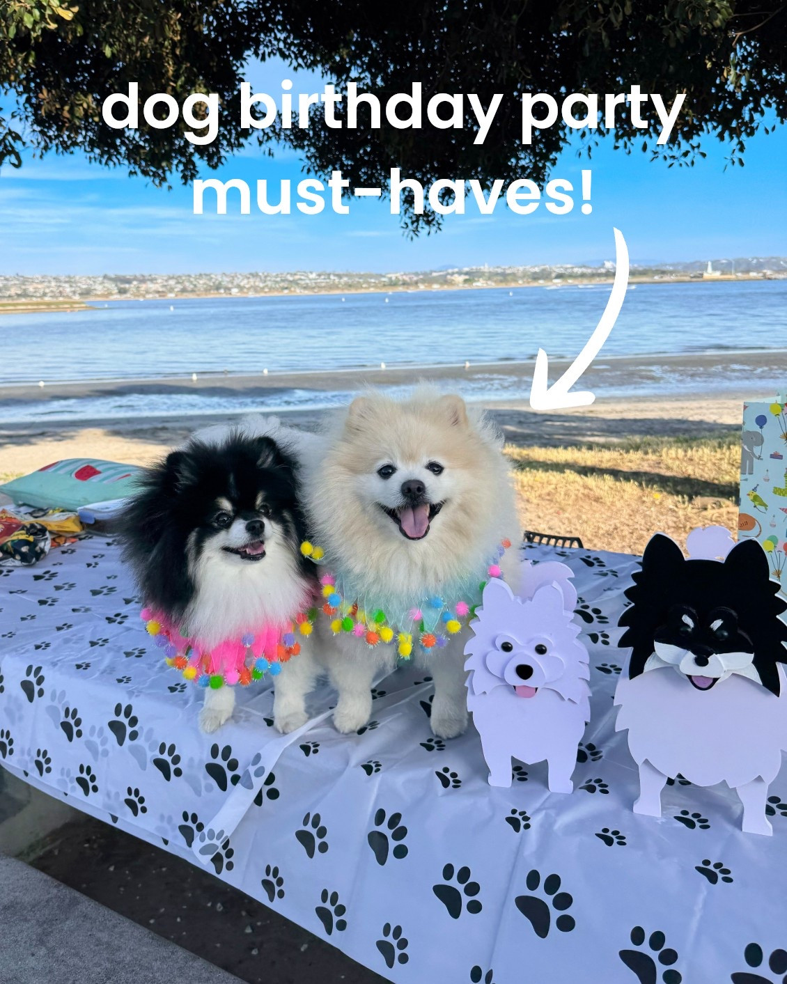 dog birthday party (pawty!) must-haves! 🐶🍰🎈🎂