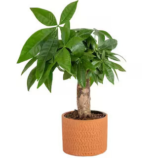 Pachira Money Tree Indoor Plant in 4 in. Premium Ceramic Pot, Avg. Shipping Height 10 in. Tall | The Home Depot