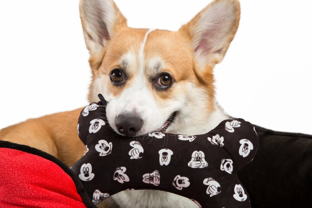 Best Friends by Sheri Disney Mickey Mouse Squeaky Plush Dog Toy | Chewy.com