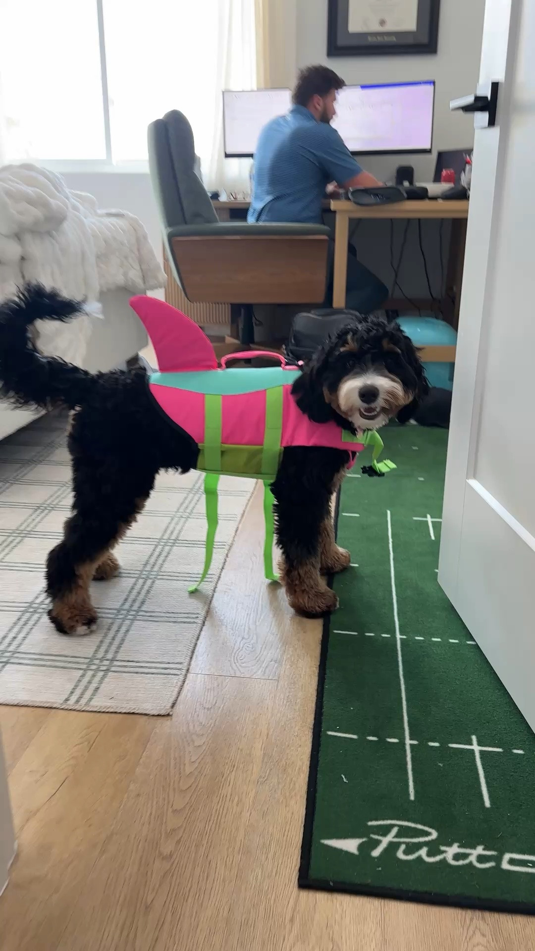 EMUST Shark Life Jackets for Dogs, Adjustable Ripstop Dog Life Vest for Water Safety Pet Life Vest with Rescue Handle Safety Vest for Swimming Pool Beach Boating

#LTKmomlife #LTKSwim #LTKSeasonal