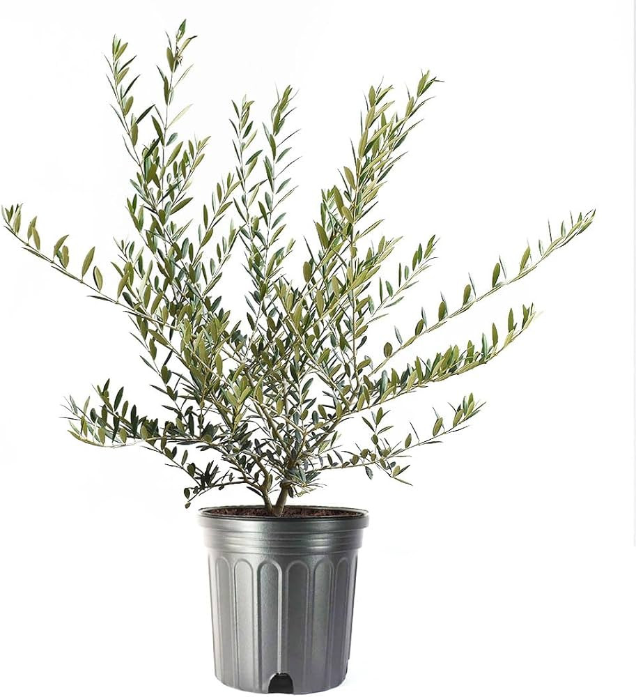American Plant Exchange Live Arbequina Olive Tree with Fruits, Plant Pot for Home and Garden Deco... | Amazon (US)