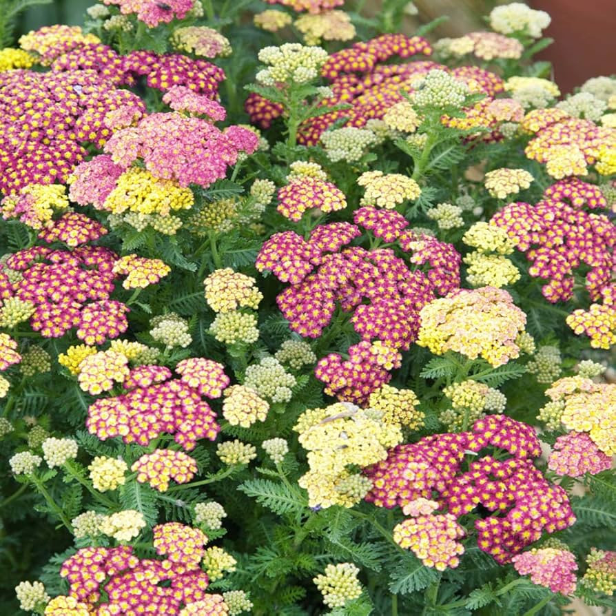 Outsidepride Summer Pastel Mix Yarrow Seeds - 1000 Pcs Perennial, Heat & Drought-Tolerant, Hardy ... | Amazon (US)