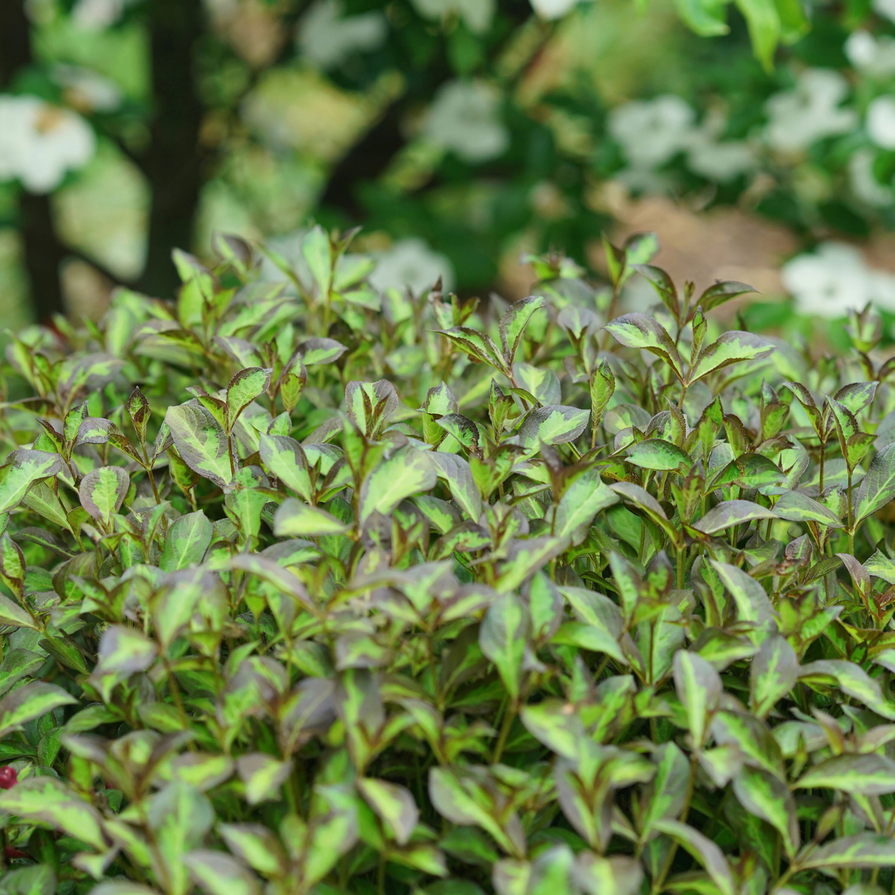Proven Winners 1 -Quart Vinho Verde Weigela Flowering Shrub with Red Blooms 1.0 -Pack one_size | WEIPRC1127800 | Lowe's