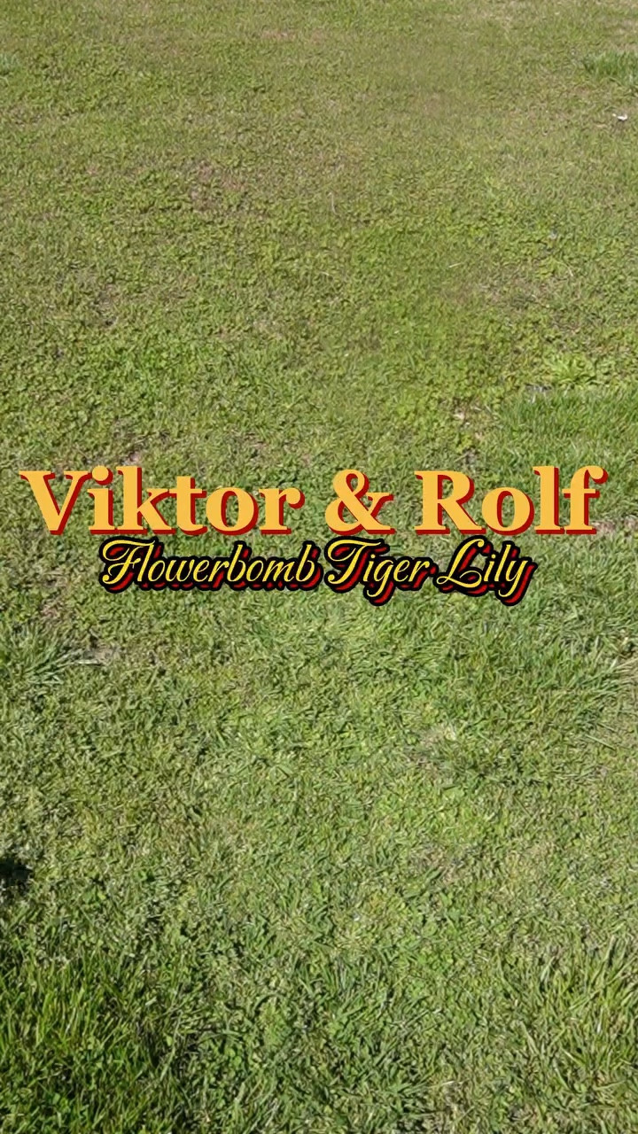 she is not to be tamed. just let her be. 

#giftedbyviktorandrolffragrances #flowerbomb #flowerbombtigerlily #nadialadaven

#LTKSaleAlert #LTKBeauty #LTKGiftGuide