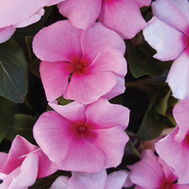 Vinca Seeds, Cora Cascade Strawberry F1 Seed Variety, 100 Seeds | Walmart (US)