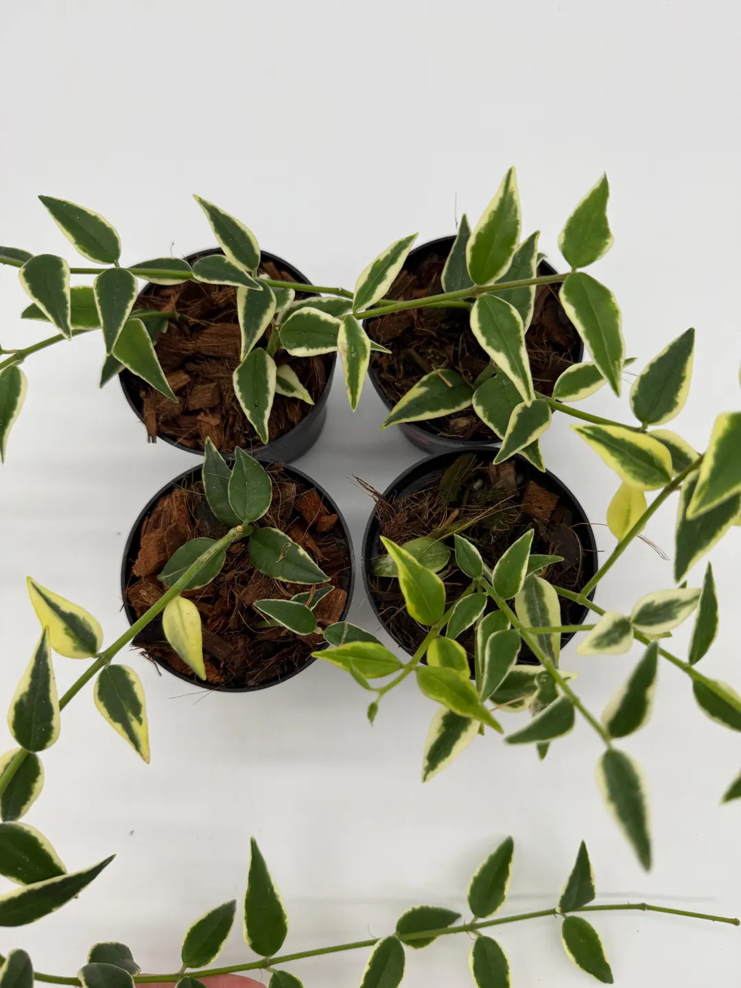 Hoya Bella outer Variegation - Etsy | Etsy (US)