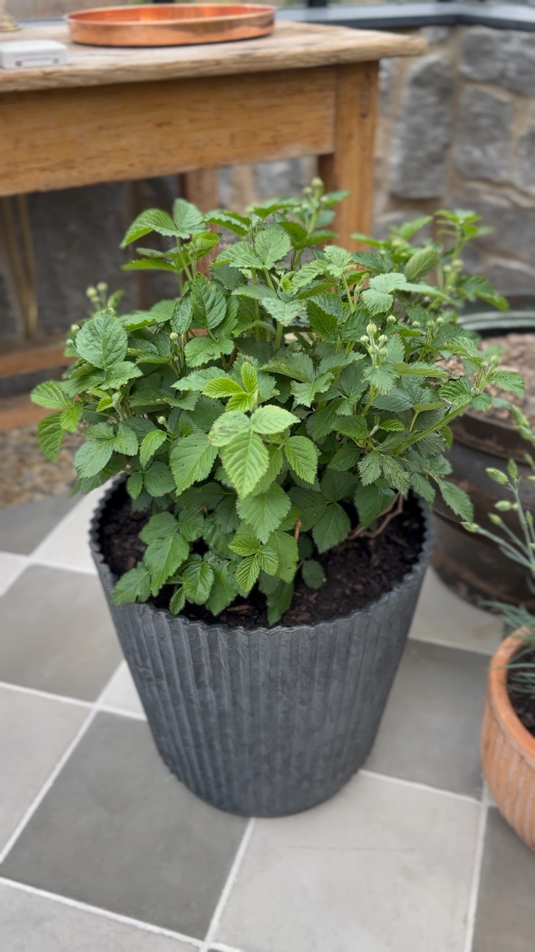 Loving this planter for spring in the greenhouse 🌱

#LTKHome #LTKSeasonal