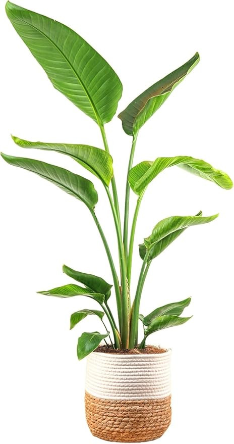Costa Farms White Bird of Paradise Live Plant in Decorative Pot, Large Indoor Houseplant, Perfect... | Amazon (US)