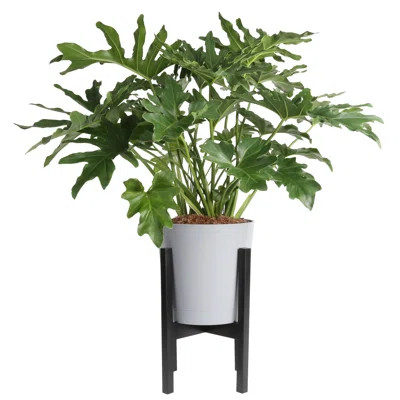 Lacy Tree, Selloum in Mid-Century Modern Planter | Perigold