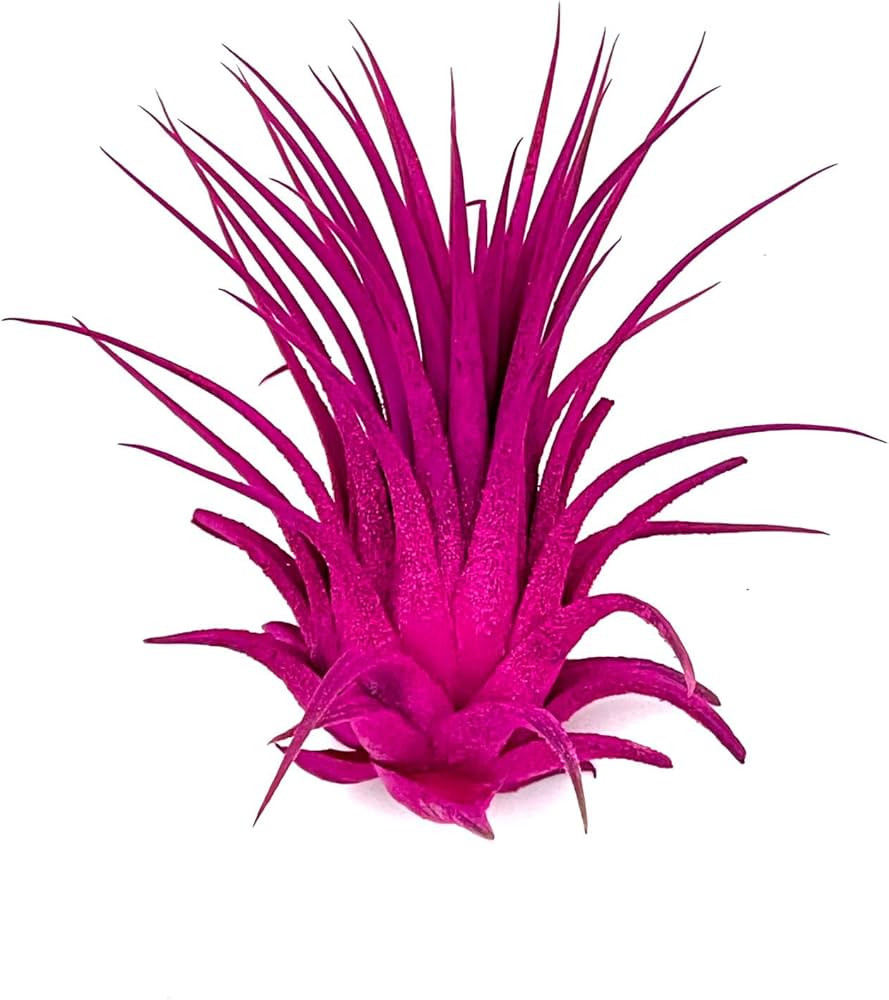 ragnaroc Air Plants - Dyed Tillandsia Ionantha, Regular 2-3" - 1ct - Live Arrival Guaranteed - Ho... | Amazon (US)