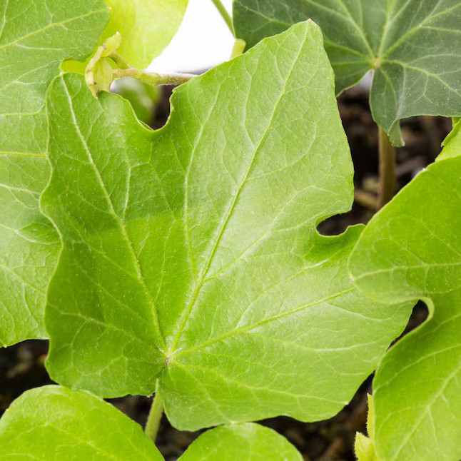 Lowe's English Ivy Plant in 6 -Pack Tray | Lowe's