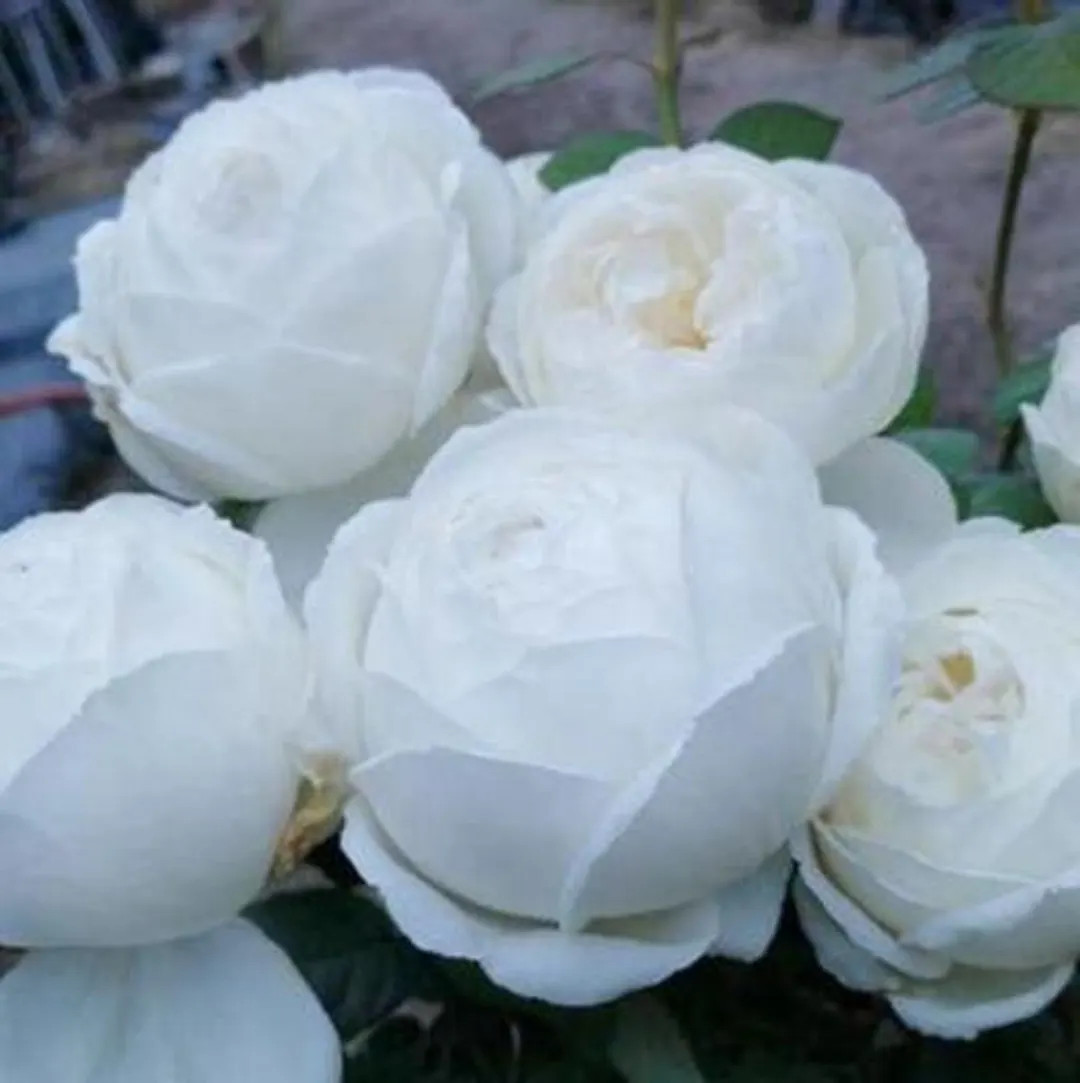 Wedding Road 婚礼之路 (japan), 1 Gallon - Etsy | Etsy (US)