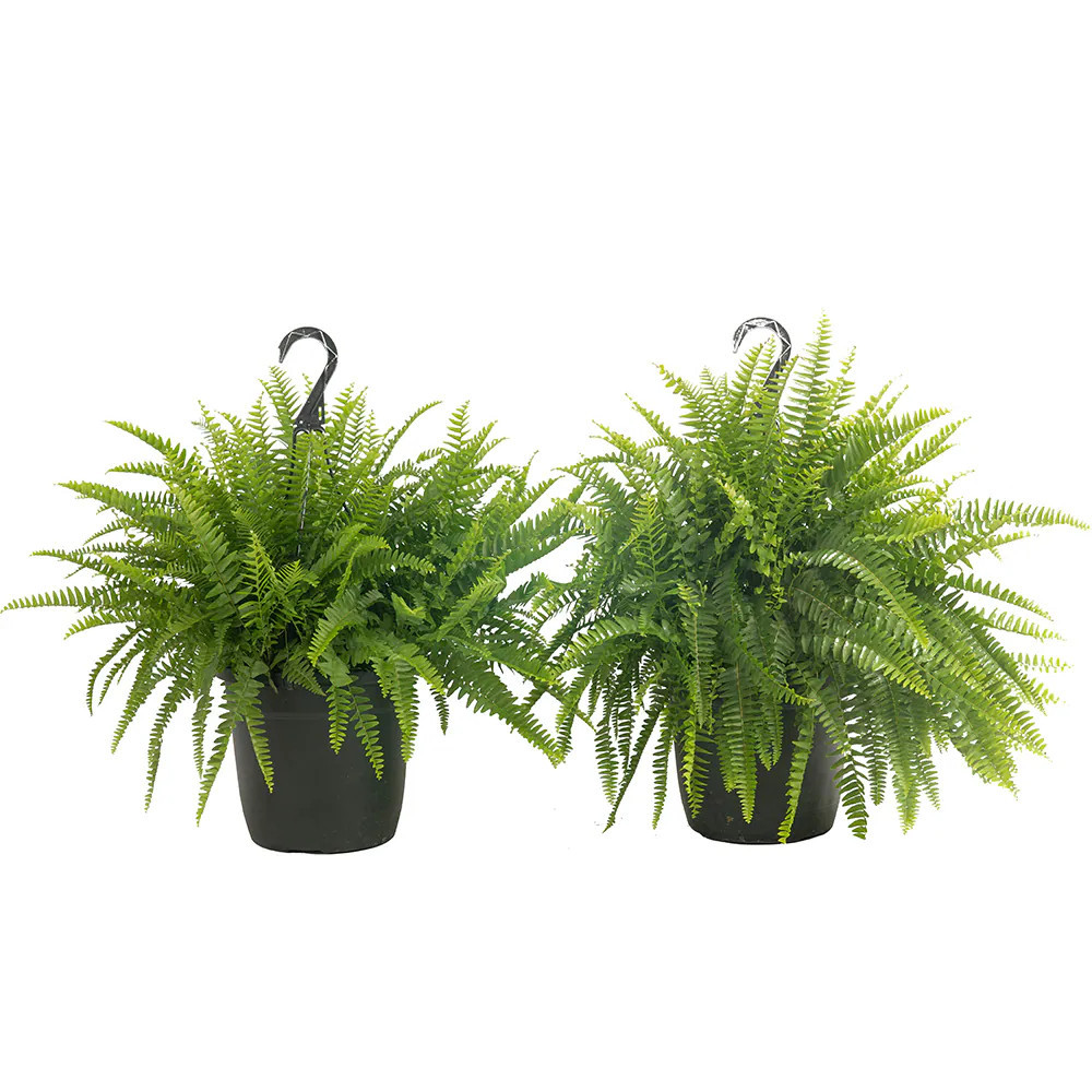 Costa Farms Boston Fern House plant in 10 Inch(es) Hanging basket 2 -Pack | CO.BF10.1.HB.BLK.PK2 | Lowe's