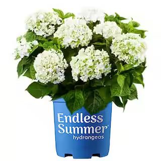 Endless Summer 2 Gal. Blushing Bride Hydrangea Plant with Big Round Clusters of Pure White, Semi-... | The Home Depot