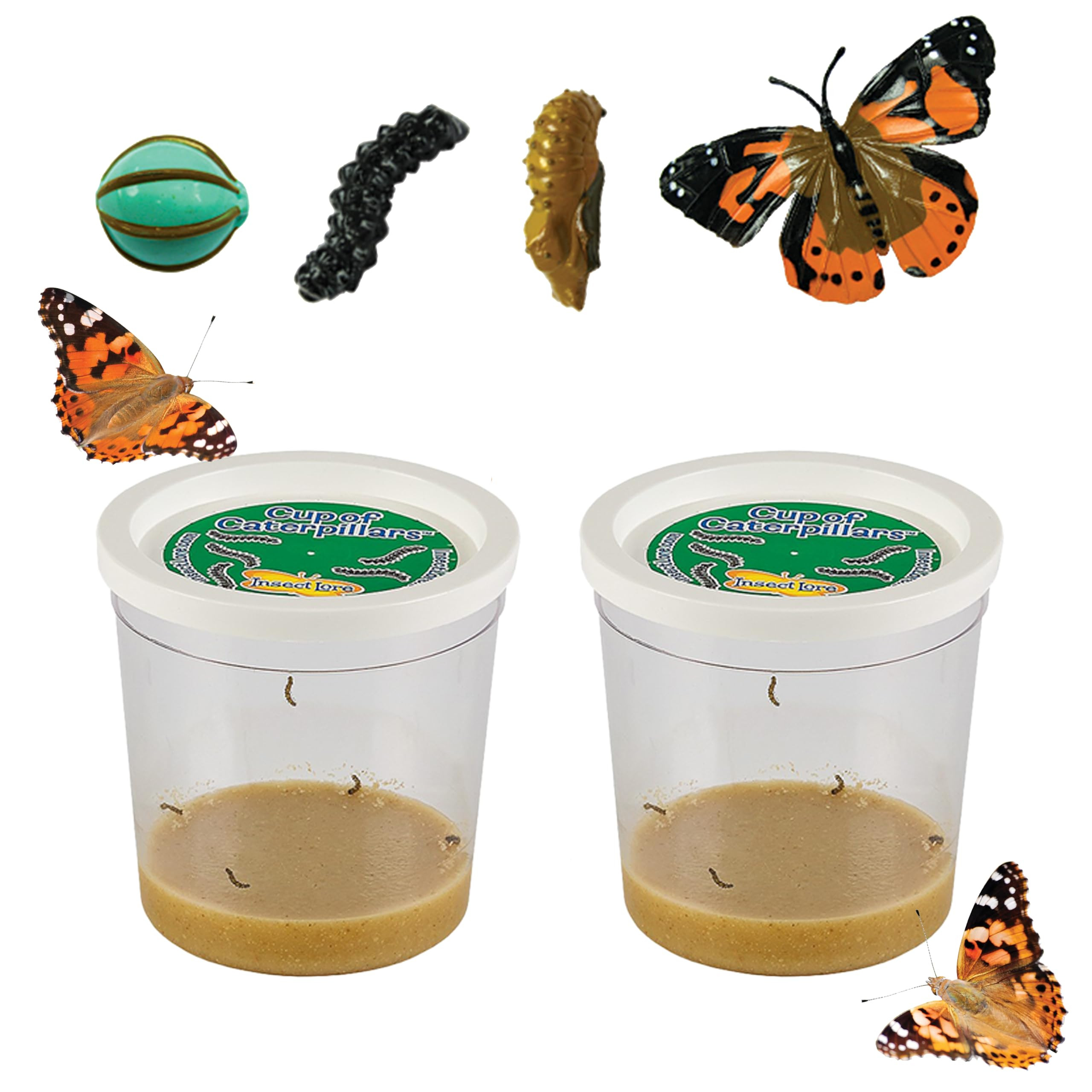 Insect Lore Two Cups of Live Caterpillars - 10 Live Painted Lady Caterpillars with Food - Include... | Amazon (US)