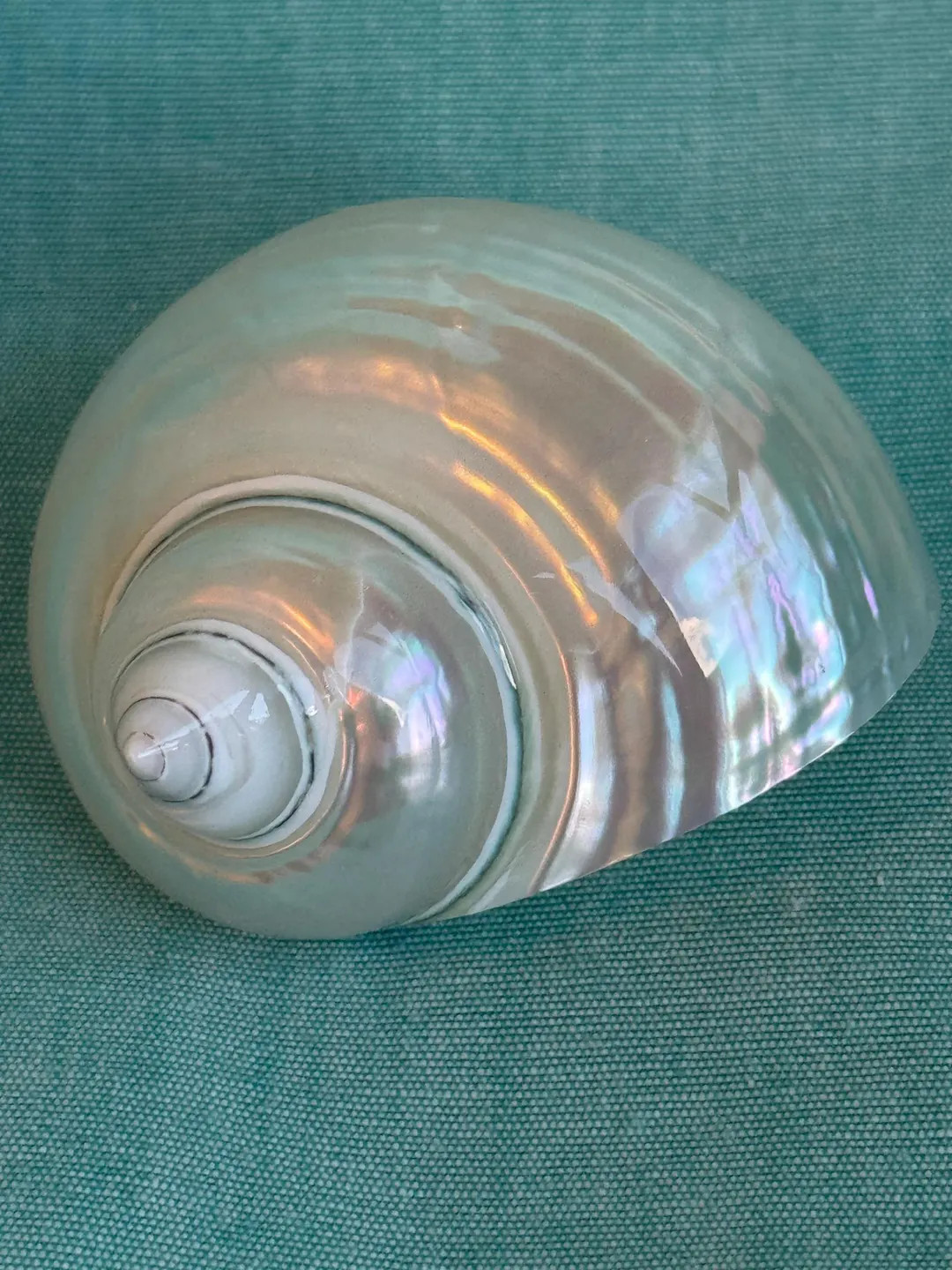 Pearlized Jade Turbo Shell: Lightweight Safe for Hermit Crabs (1-1 3/8 Inch Opening) - Etsy | Etsy (US)