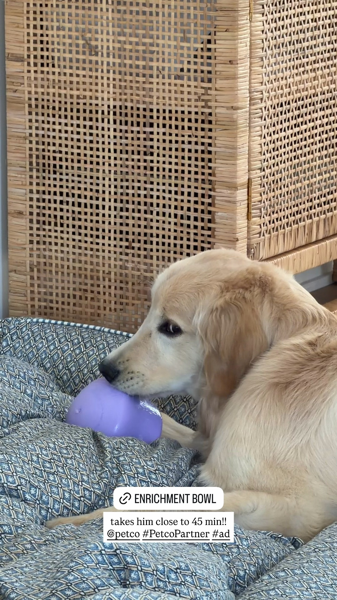 [5/11/26] Laird’s favorite enrichment bowls and toys are from @petco | linking everything we bought & use for our boy! #PetcoPartner #ad

#LTKdayinmylife #LTKHome #LTKSeasonal