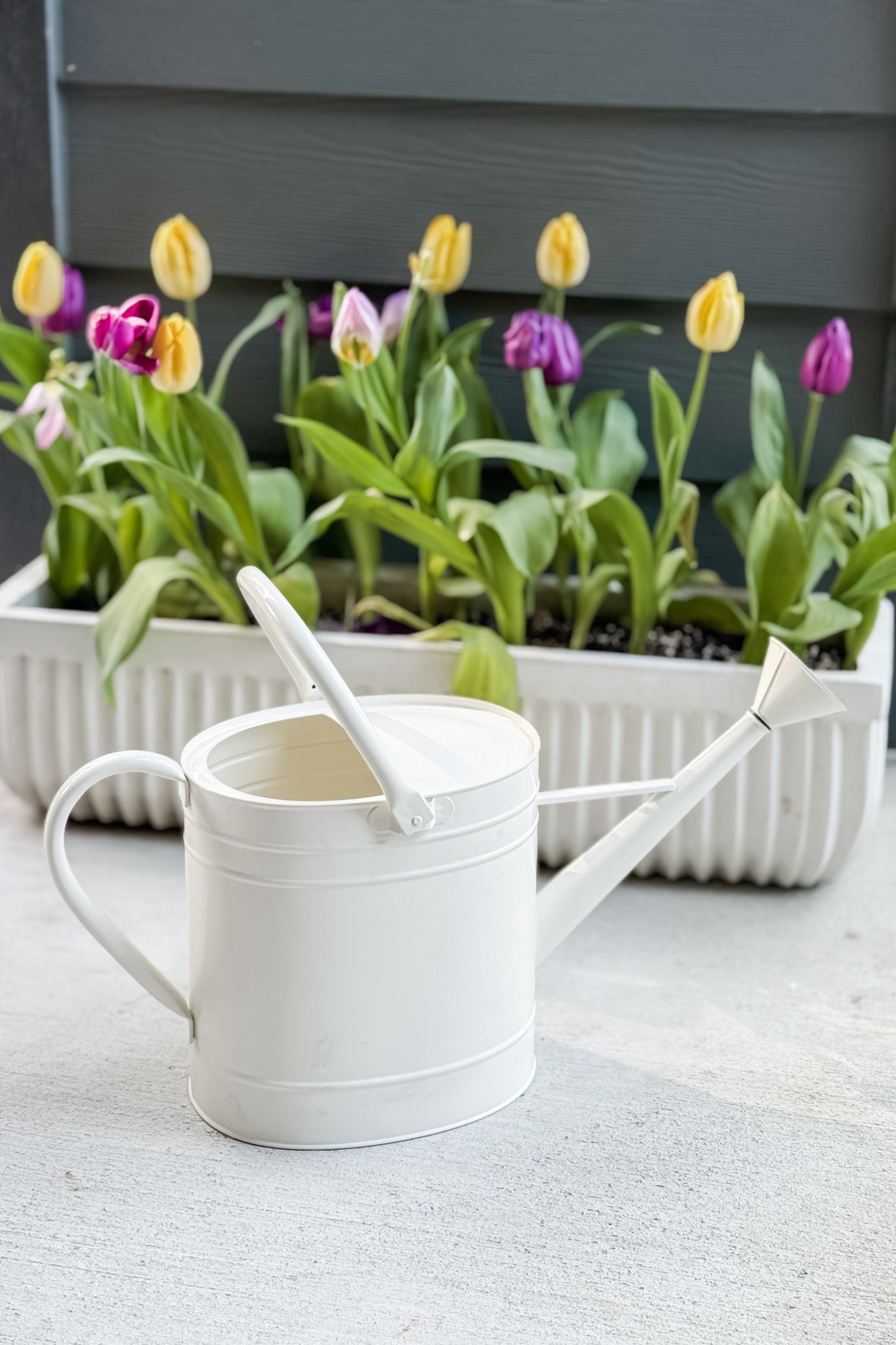 These tulips on our back patio bring me so much joy and this watering can makes it easier for me to keep them happy! 🌷

#LTKSeasonal #LTKHome