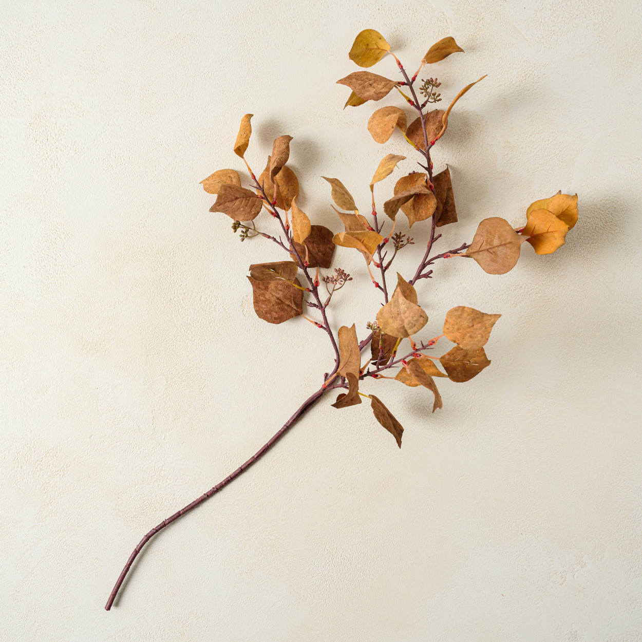 Mustard Silver Dollar Eucalyptus Stem | Magnolia