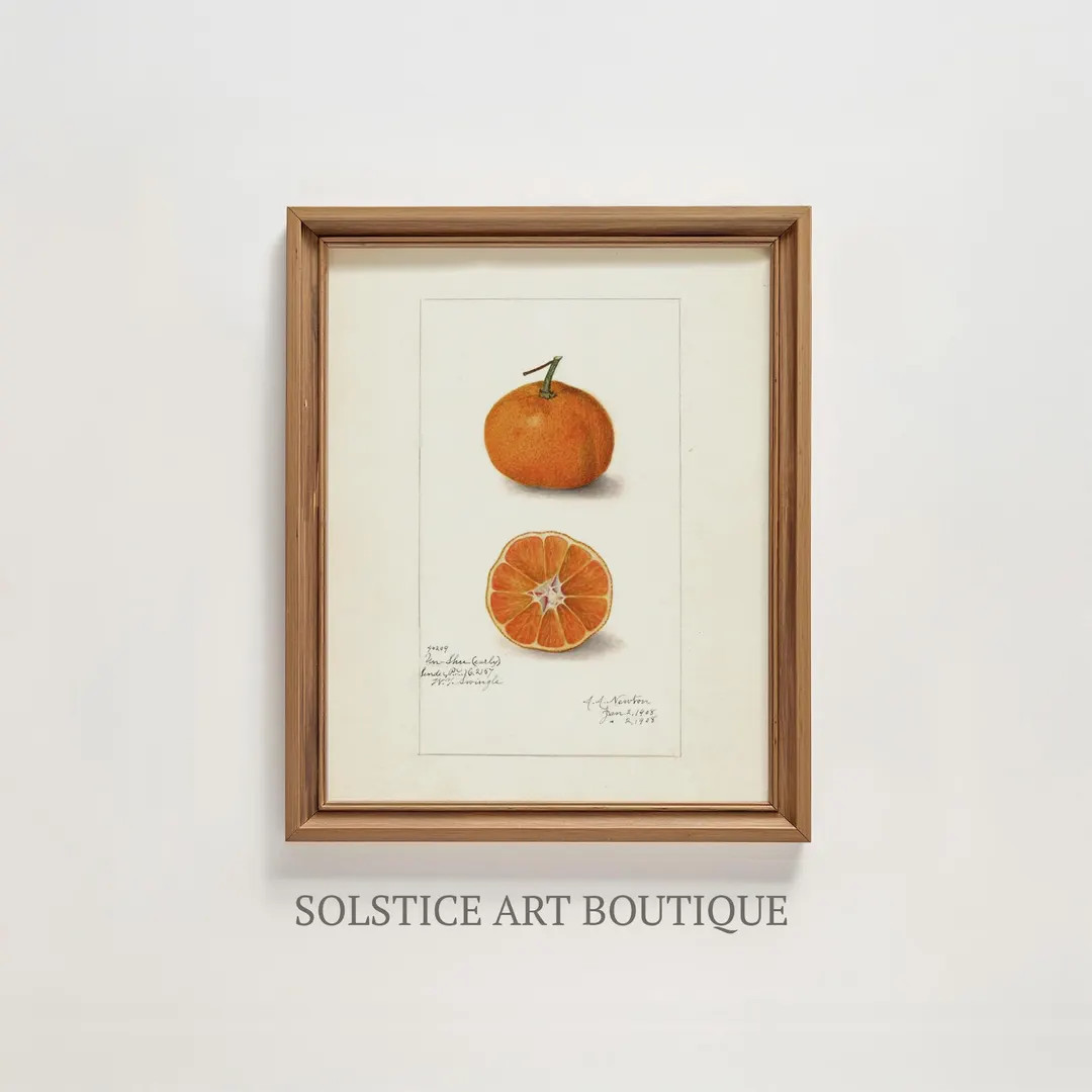 Vintage Orange Sketch | Neutral Botanical Drawing | Printable Vintage Drawing | Farmhouse Cottage... | Etsy (US)