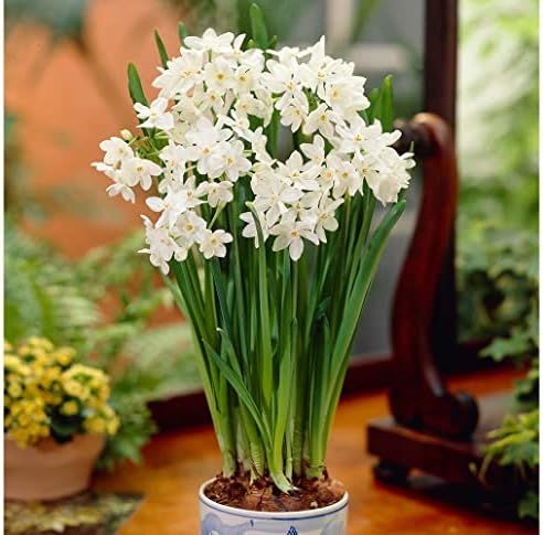 10 'Ziva' Paperwhites Flower Bulbs 14/15cm Bulbs | Amazon (US)