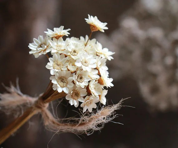 Dried Star Flowers14 Dried Flowers Arrangement Flowers for | Etsy | Etsy (US)