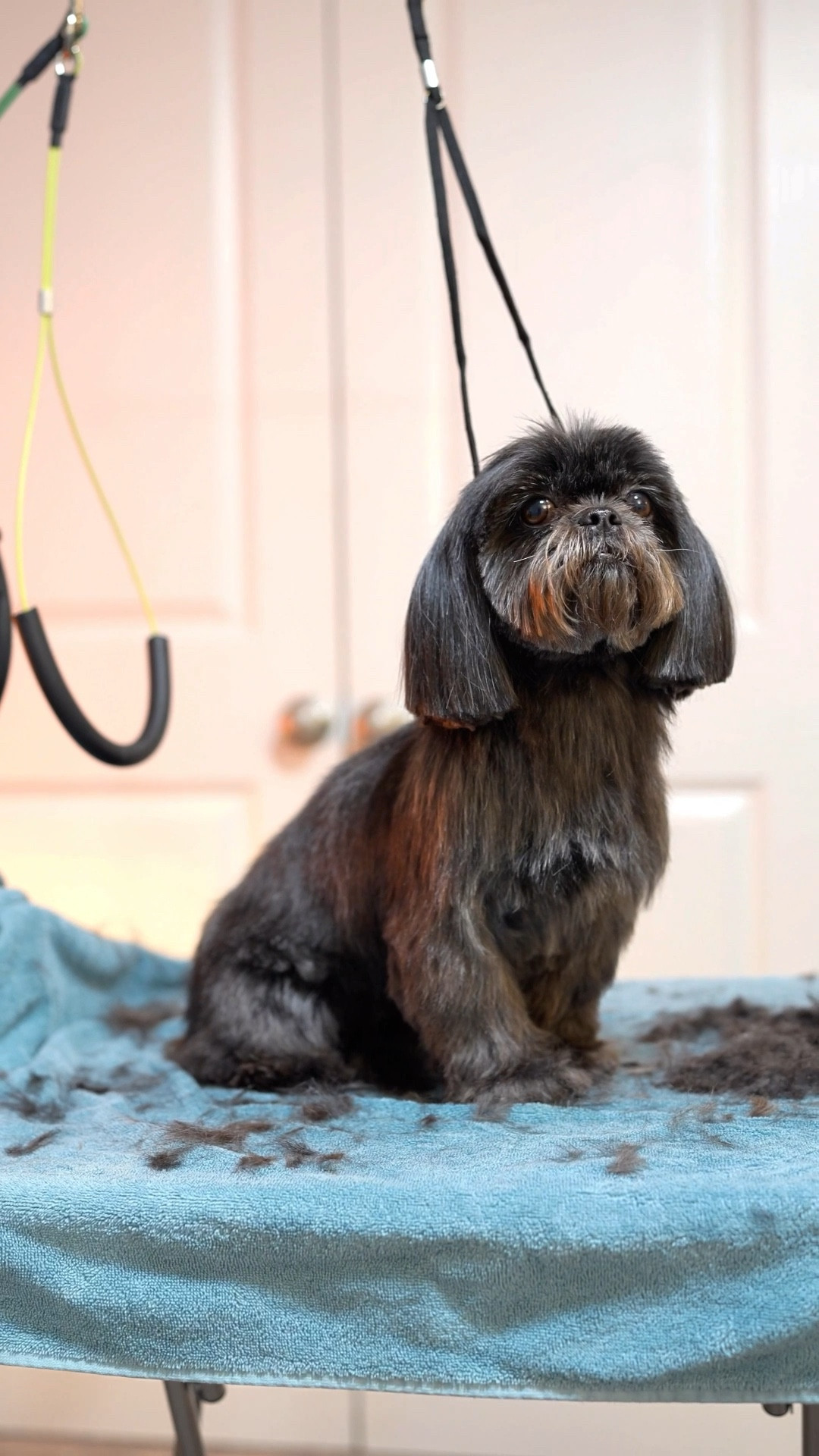 Bath Day for my girls 🐶💕

#LTKdayinmylife