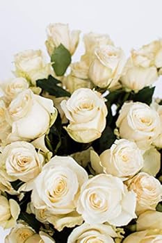 Benchmark Bouquets 50 White Roses Farm Direct (Fresh Cut Flowers) | Amazon (US)
