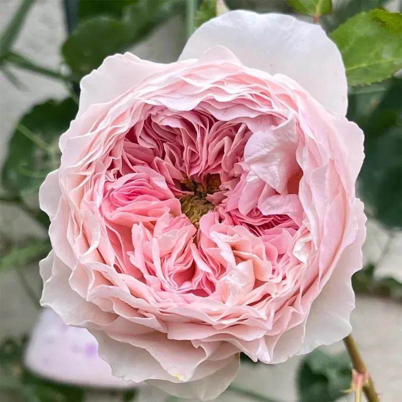 Rose “AUStew” English Florists Rose Ownroot Plant, 1 Gallon | Etsy (US)