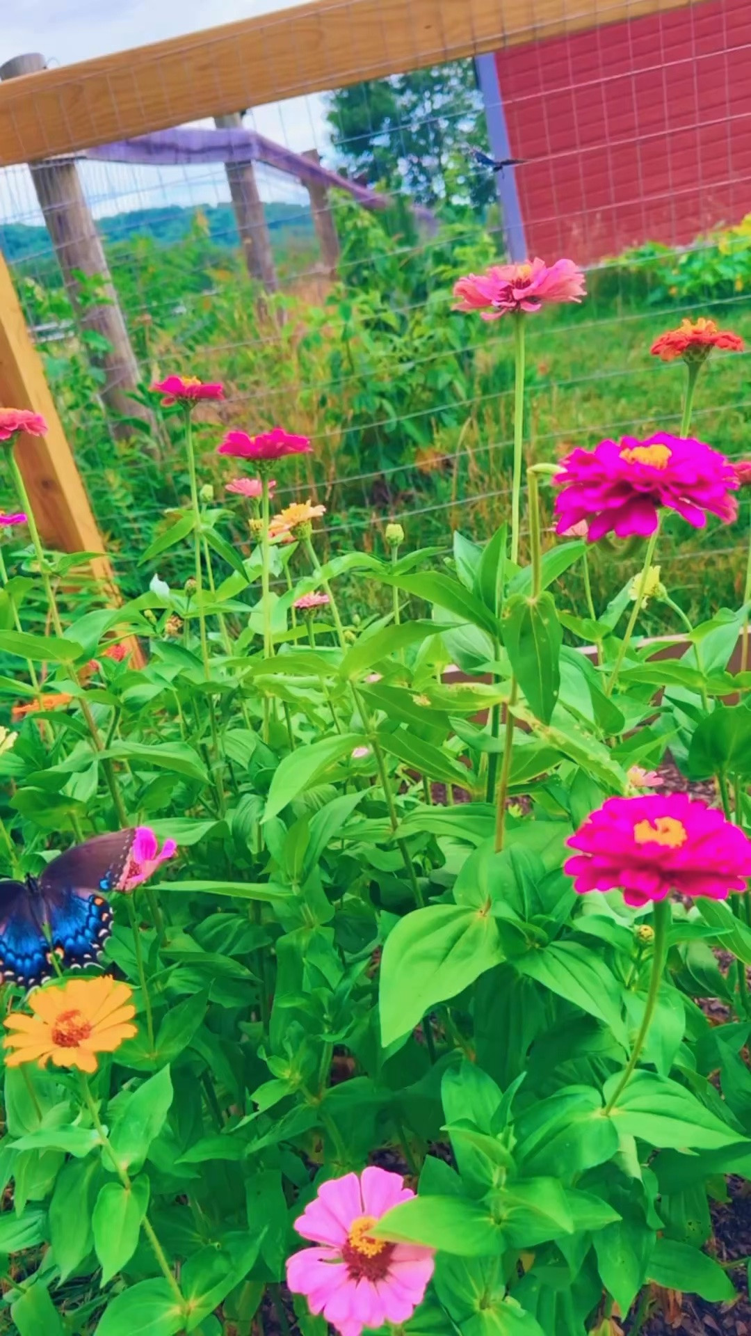 And is there anything better than coming home 🏡 from vacay 🏝️ to all the homegrown 💐 goodness (& butterflies 🦋… eek !!! 😍) 🥒🫑🍅🫛🌻 growing in the garden?!? 🪏